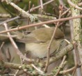 /album/my-local-birding-gallery/feb-2013-chiff-chaff-n7-jpg/